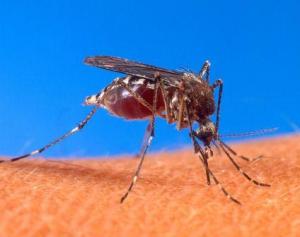 Biting_Mosquito_photo_from_USDA_-_piub_dom